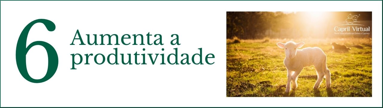 # 6 Aumenta a produtividade